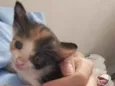 Gatinha sem nome 