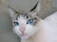 Felício 