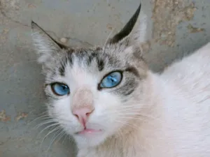Gato raça SRD-ViraLata idade 4 anos nome Felício 