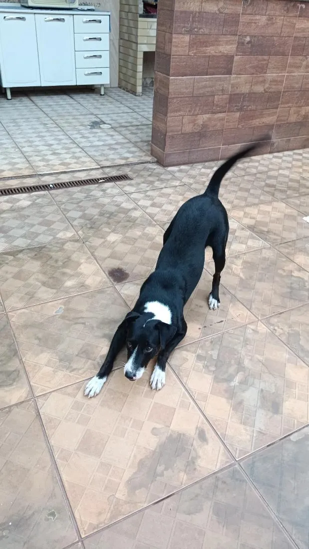 Cachorro raça SRD-ViraLata idade 2 anos nome Belinha