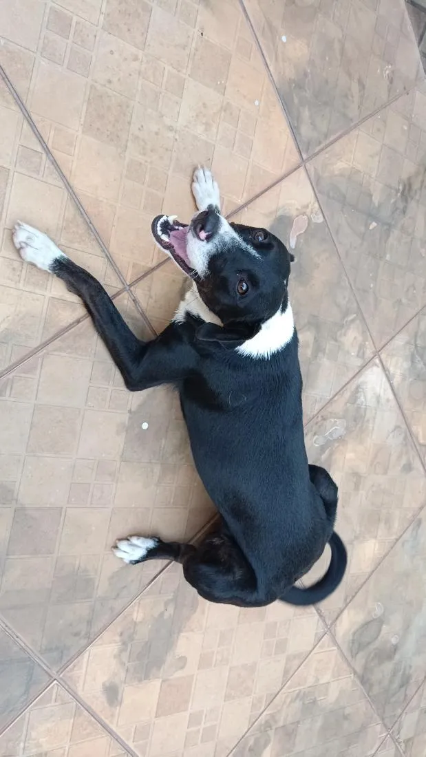 Cachorro raça SRD-ViraLata idade 2 anos nome Belinha