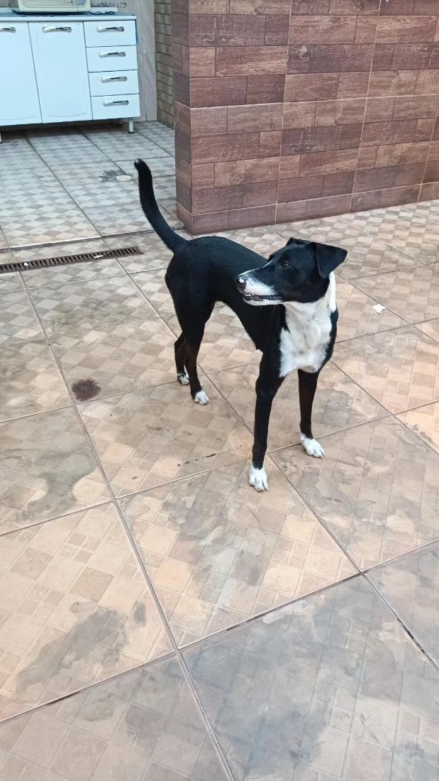 Cachorro raça SRD-ViraLata idade 2 anos nome Belinha