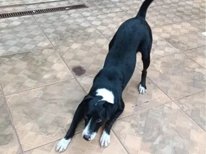 Cachorro raça SRD-ViraLata idade 2 anos nome Belinha