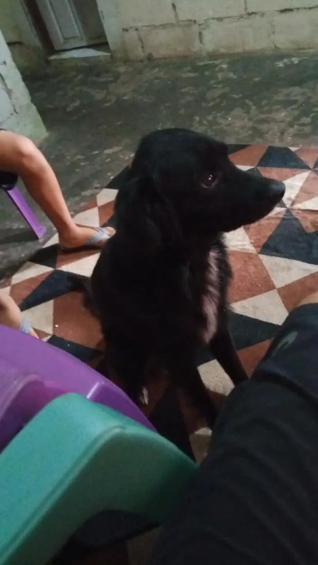 Cachorro raça SRD-ViraLata idade 2 anos nome Pantera Negra