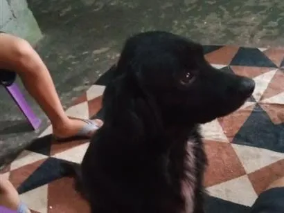 Cachorro raça SRD-ViraLata idade 2 anos nome Pantera Negra