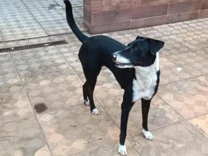 Cachorro raça SRD-ViraLata idade 2 anos nome Belinha