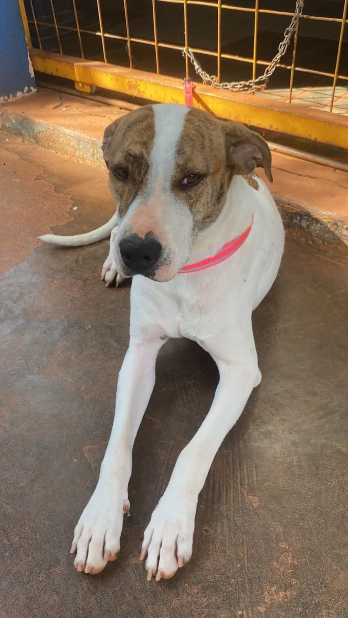 Cachorro raça SRD-ViraLata idade 1 ano nome Zulu