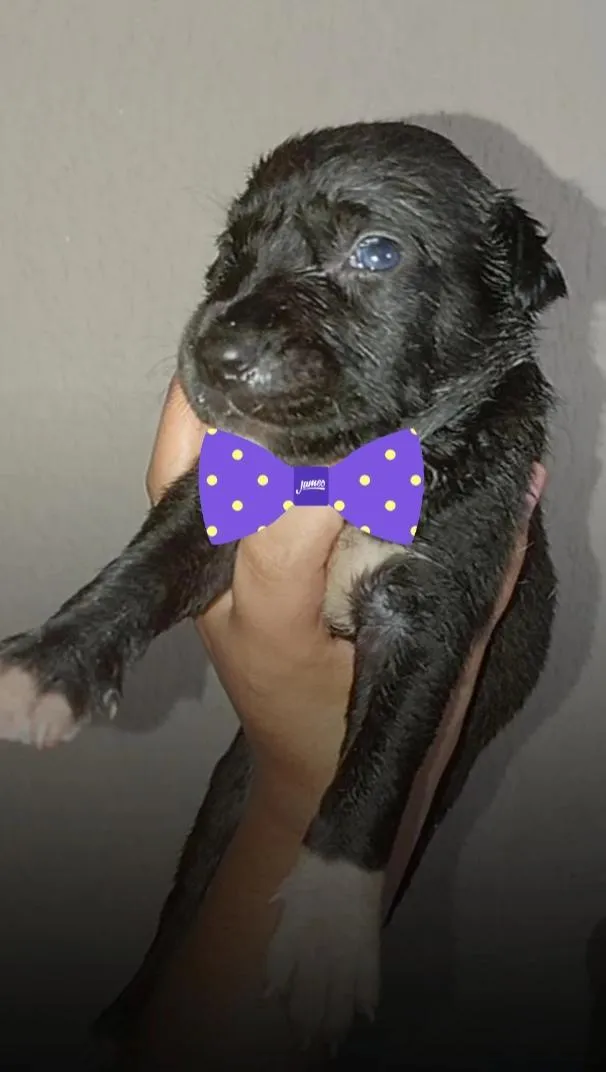 Cachorro raça SRD-ViraLata idade Abaixo de 2 meses nome Ainda não tem nome 