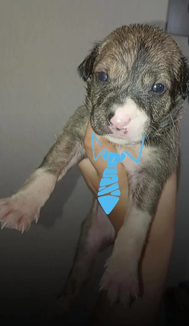 Cachorro raça SRD-ViraLata idade Abaixo de 2 meses nome Ainda não tem nome 