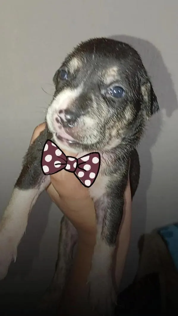 Cachorro raça SRD-ViraLata idade Abaixo de 2 meses nome Ainda não tem nome 
