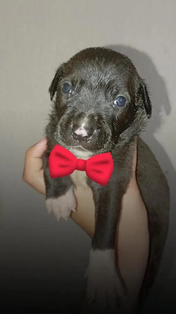 Cachorro raça SRD-ViraLata idade Abaixo de 2 meses nome Ainda não tem nome 