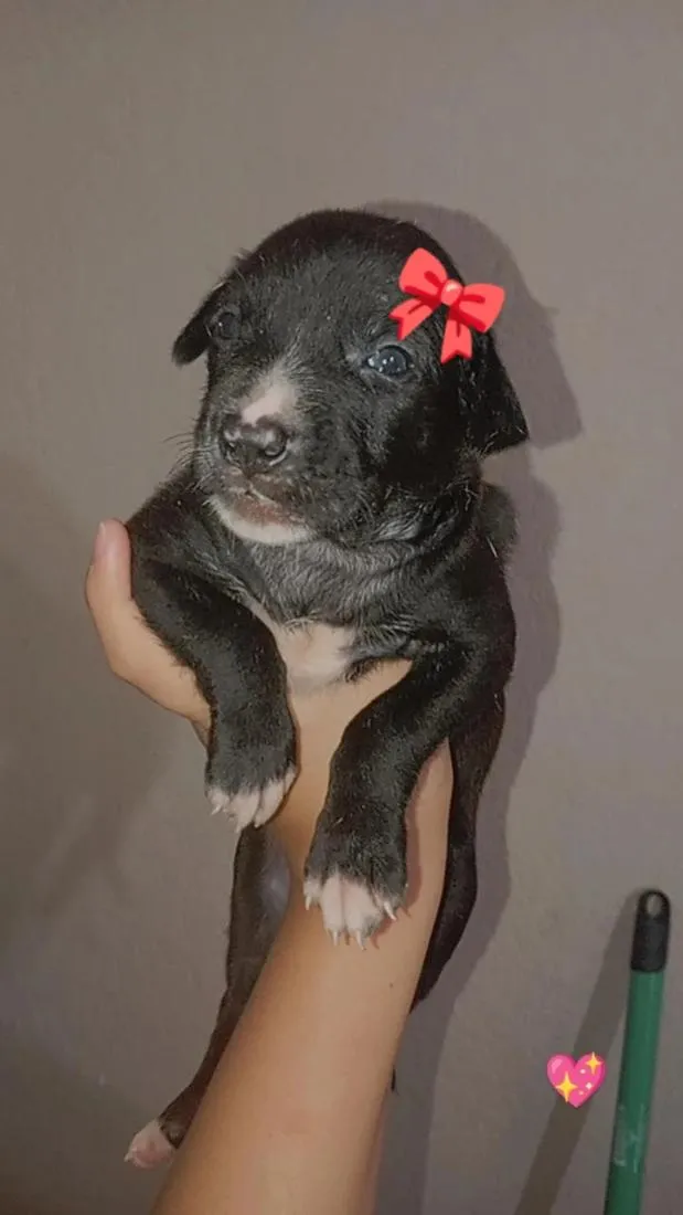 Cachorro raça SRD-ViraLata idade Abaixo de 2 meses nome Ainda não tem nome 