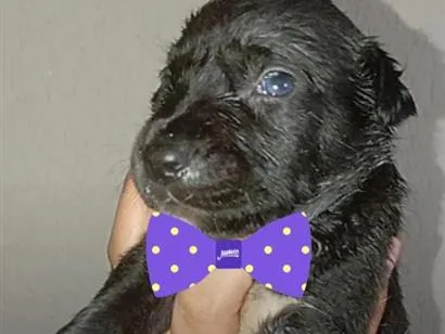 Cachorro raça SRD-ViraLata idade Abaixo de 2 meses nome Ainda não tem nome 