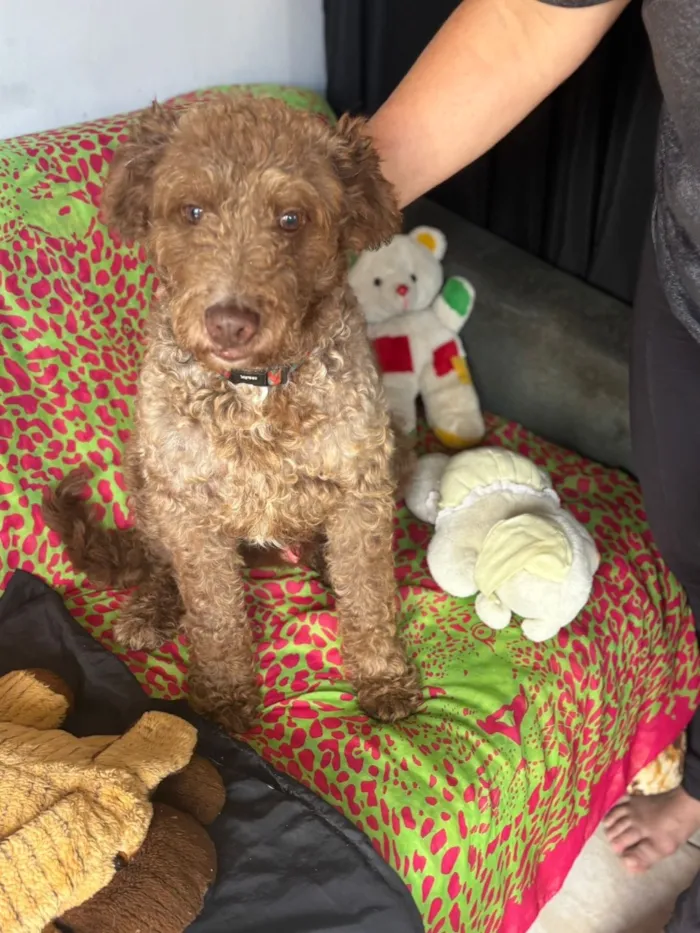 Cachorro raça SRD-ViraLata idade 1 ano nome Tony