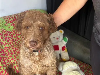 Cachorro raça SRD-ViraLata idade 1 ano nome Tony