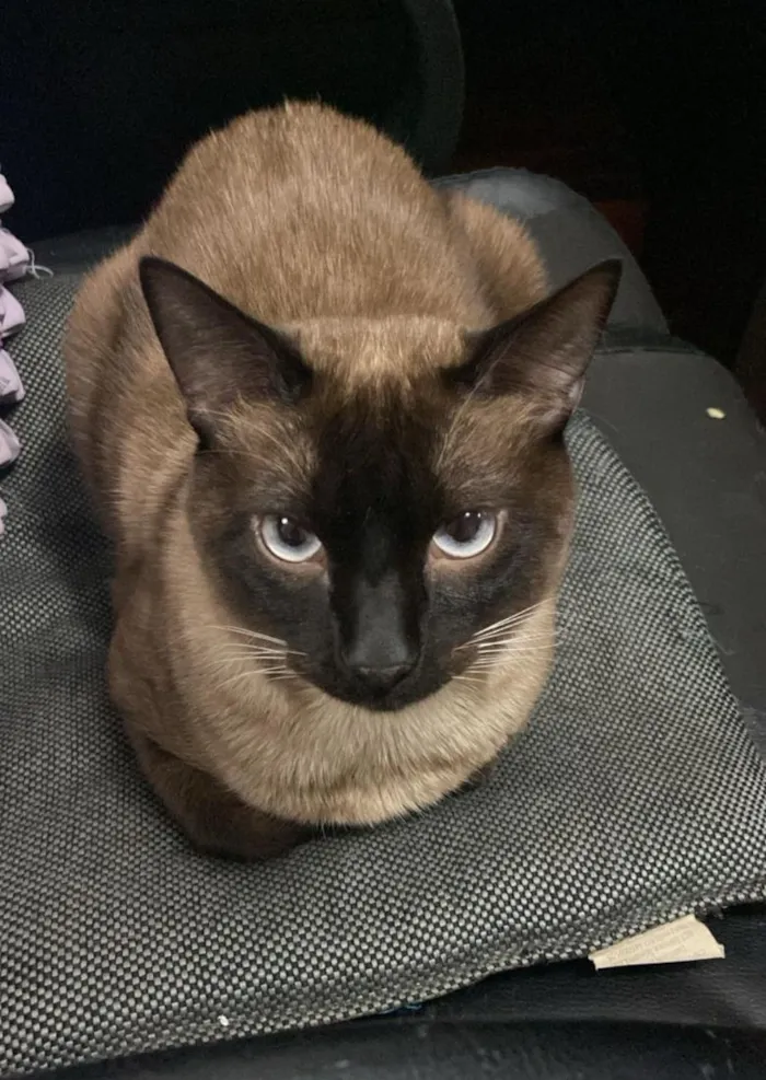 Gato raça Siamês idade 2 anos nome Cid