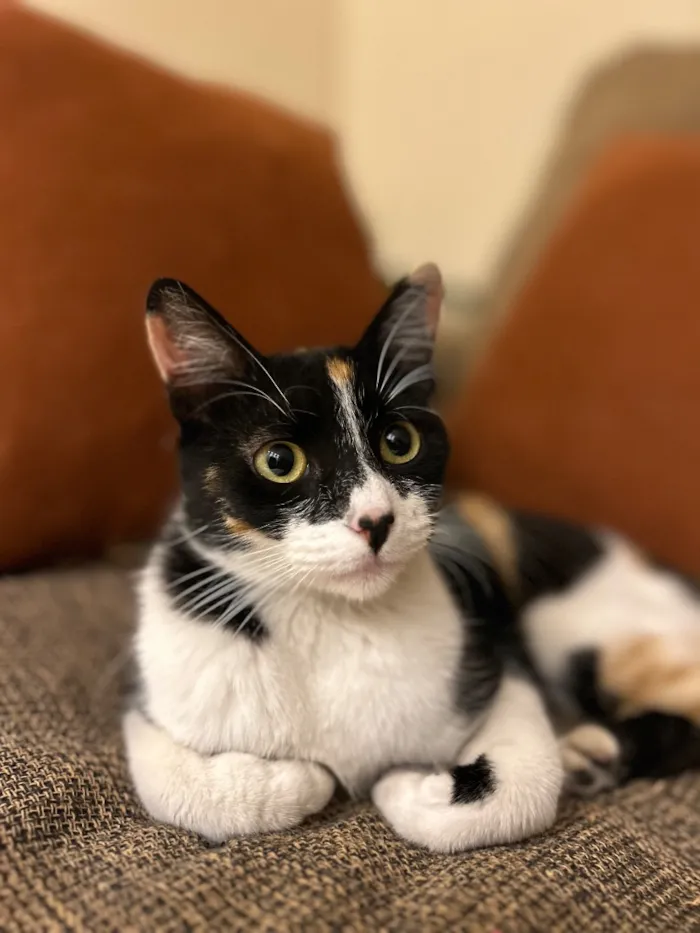 Gato raça SRD-ViraLata idade 7 a 11 meses nome Lila Coração