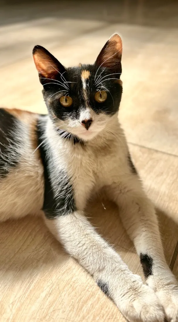 Gato raça SRD-ViraLata idade 7 a 11 meses nome Lila Coração