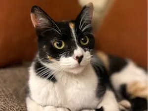 Gato raça SRD-ViraLata idade 7 a 11 meses nome Lila Coração