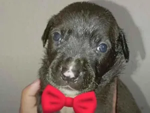 Cachorro raça SRD-ViraLata idade Abaixo de 2 meses nome Ainda não tem nome 