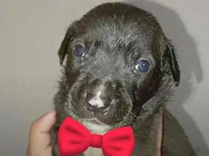 Cachorro raça SRD-ViraLata idade Abaixo de 2 meses nome Ainda não tem nome 