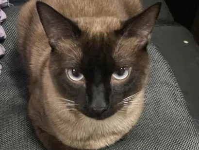 Gato raça Siamês idade 2 anos nome Cid