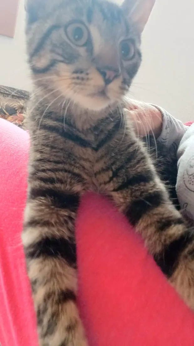 Gato raça SRD-ViraLata idade 2 a 6 meses nome Bartolomeu 