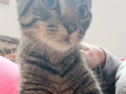 Gato raça SRD-ViraLata idade 2 a 6 meses nome Bartolomeu 