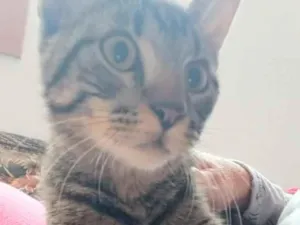 Gato raça SRD-ViraLata idade 2 a 6 meses nome Bartolomeu 