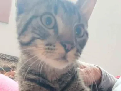 Gato raça SRD-ViraLata idade 2 a 6 meses nome Bartolomeu 