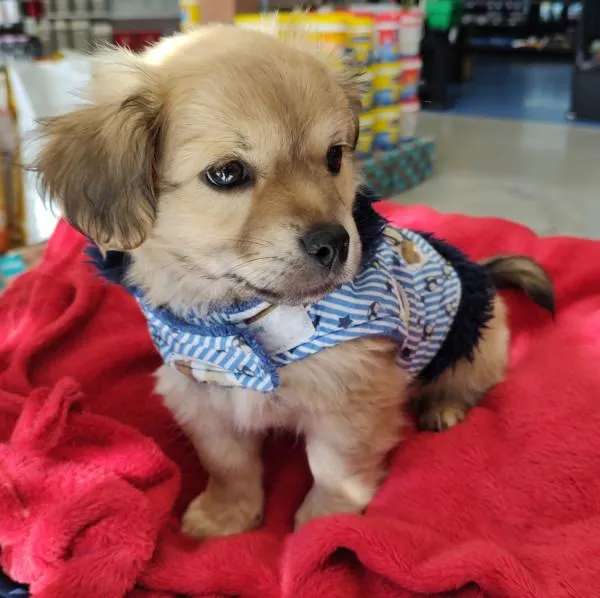 Cachorro raça SRD-ViraLata idade Abaixo de 2 meses nome tulipa