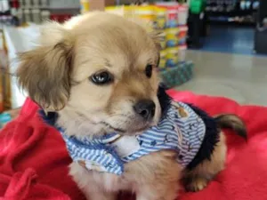Cachorro raça SRD-ViraLata idade Abaixo de 2 meses nome tulipa