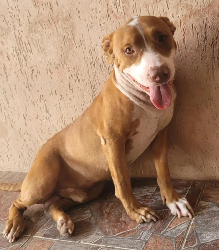 Cachorro raça Pit-Bull idade 2 anos nome votan