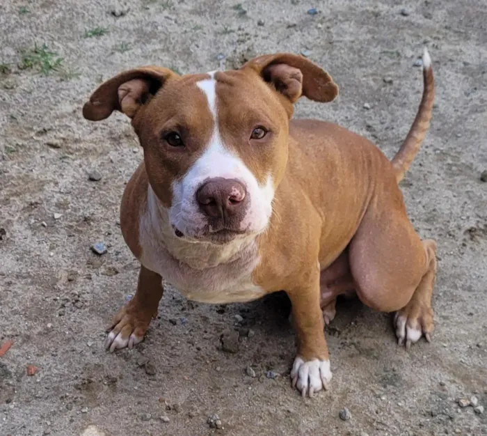 Cachorro raça Pit-Bull idade 2 anos nome votan