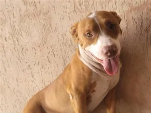 Cachorro raça Pit-Bull idade 2 anos nome votan