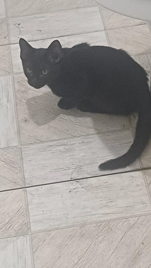 Gato raça Persa idade 2 a 6 meses nome noite