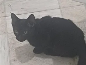 Gato raça Persa idade 2 a 6 meses nome noite