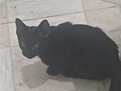 Gato raça Persa idade 2 a 6 meses nome noite