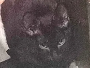 Gato raça Persa idade 2 a 6 meses nome mel