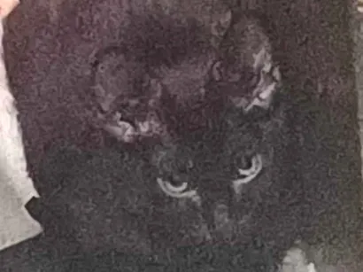 Gato raça Persa idade 2 a 6 meses nome mel