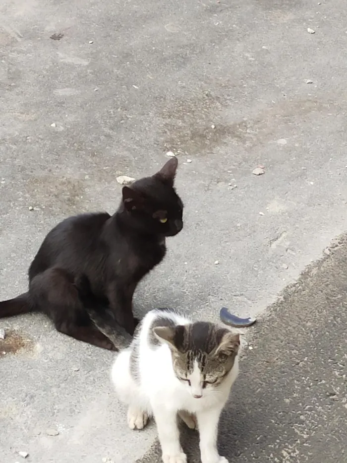 Gato raça SRD-ViraLata idade Abaixo de 2 meses nome abandonados 