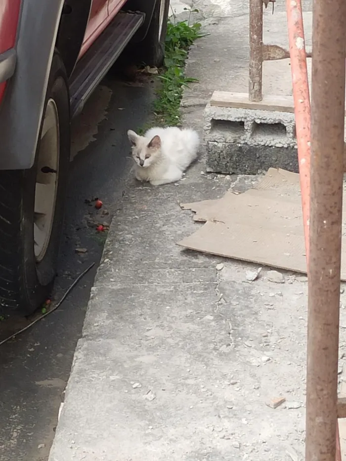 Gato raça SRD-ViraLata idade Abaixo de 2 meses nome abandonados 