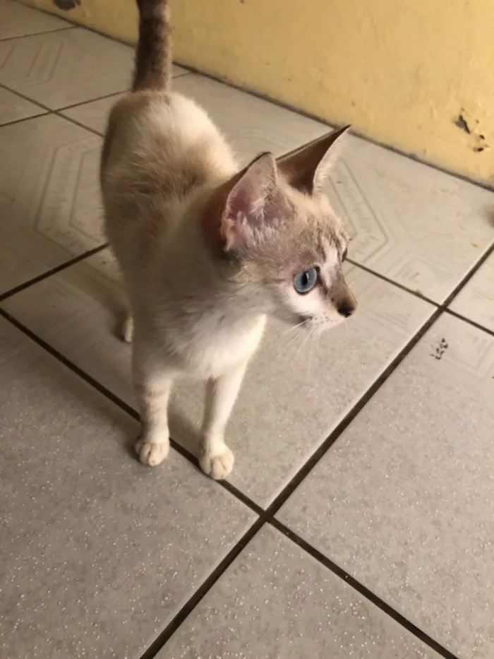 Gato raça SRD-ViraLata idade 2 a 6 meses nome Mel