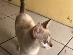 Gato raça SRD-ViraLata idade 2 a 6 meses nome Mel