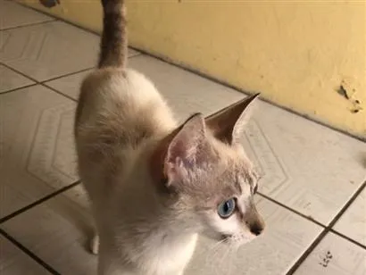 Gato raça SRD-ViraLata idade 2 a 6 meses nome Mel