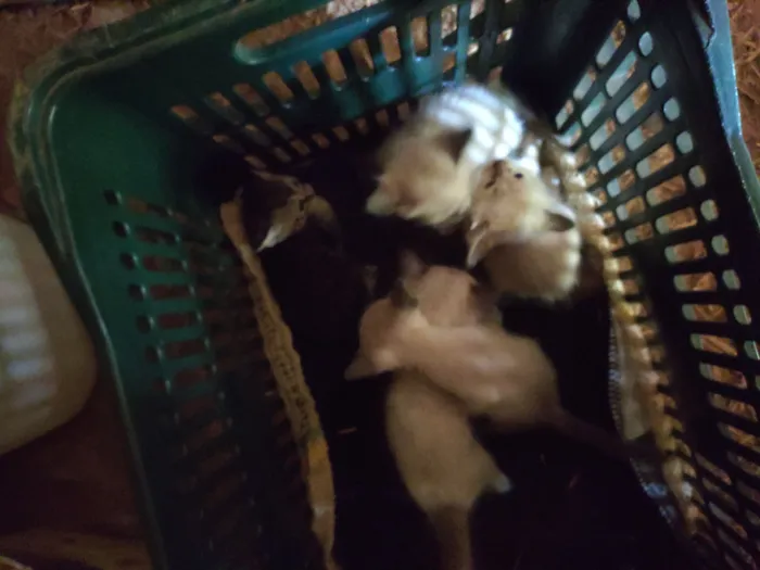 Gato raça SRD-ViraLata idade Abaixo de 2 meses nome abandonados 