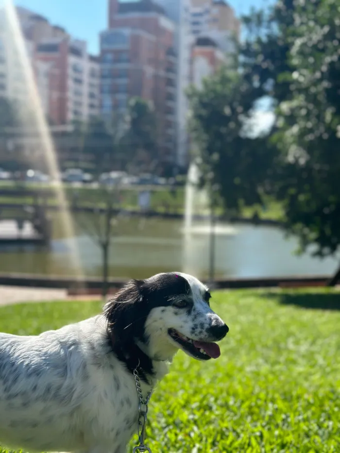 Cachorro raça SRD-ViraLata idade 4 anos nome Skye