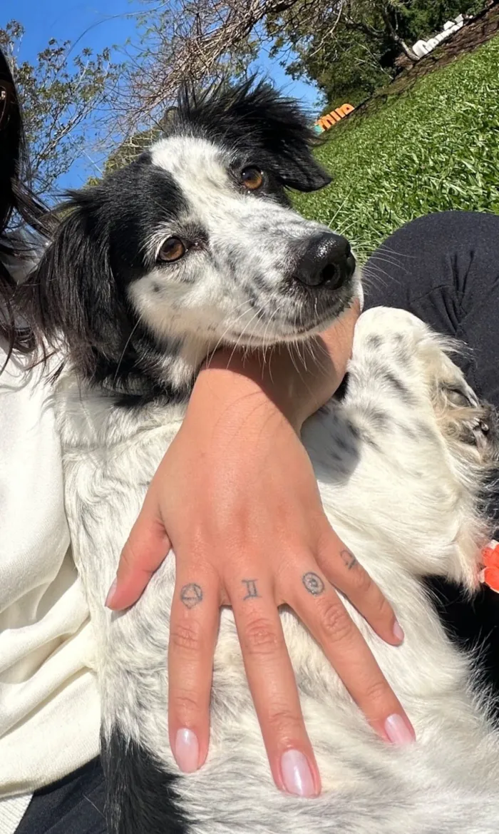 Cachorro raça SRD-ViraLata idade 4 anos nome Skye