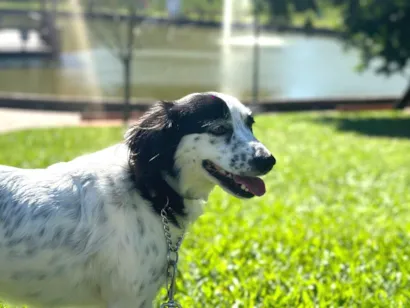 Cachorro raça SRD-ViraLata idade 4 anos nome Skye