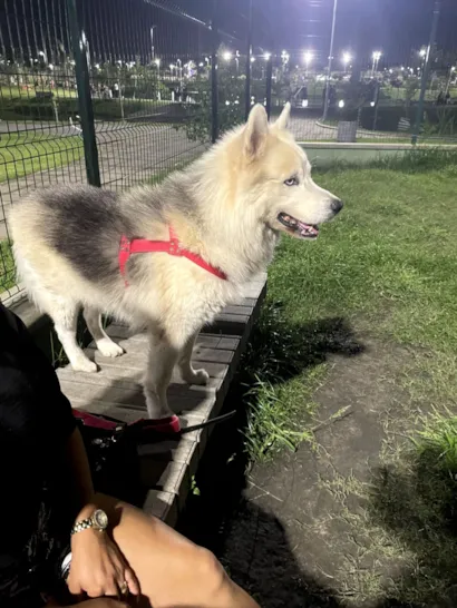Cachorro raça Basset-Cofap idade 6 ou mais anos nome FANTASMA